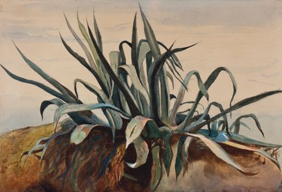 Studie einer Agave, mit Ergänzungen eines Borbone-Schülers von Giacinto Gigante